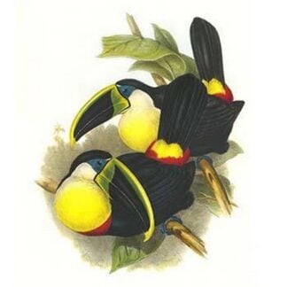 Citron-Throated Toucan by John Gould