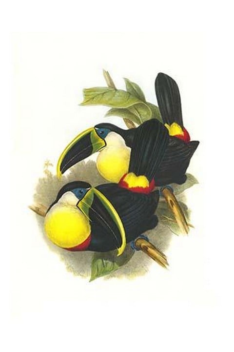 Citron-Throated Toucan by John Gould