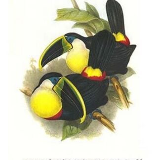 Citron-Throated Toucan by John Gould