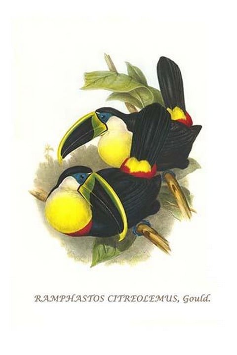 Citron-Throated Toucan by John Gould