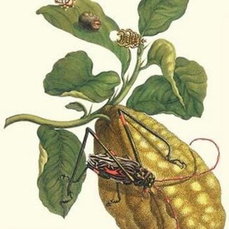 Citron with Monkey Slug and a Harlequin Beetle by Maria Sibylla Merian