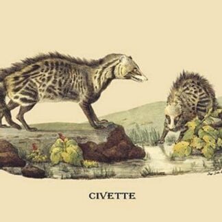 Civette by E. F. Noel