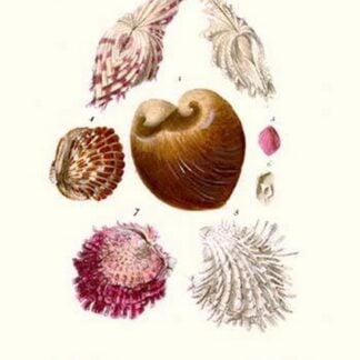 Clam Shell By John Mawe