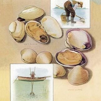 Clams