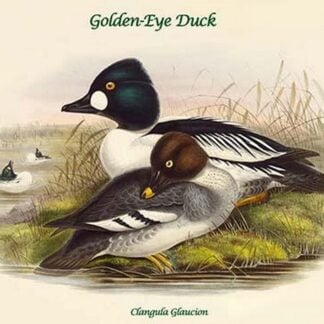 Clangula Glaucion - Golden-Eye Duck by John Gould