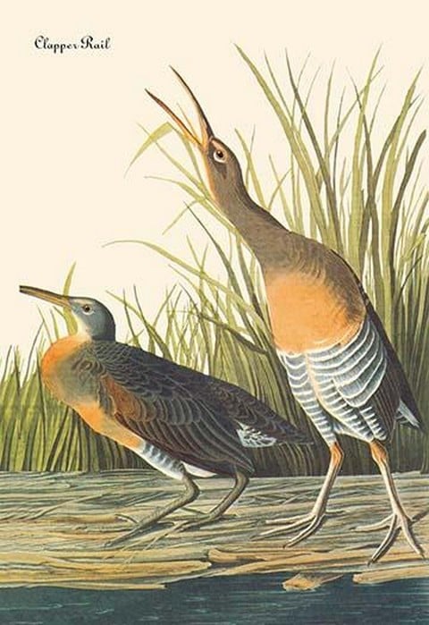 Clapper Rail by John James Audubon
