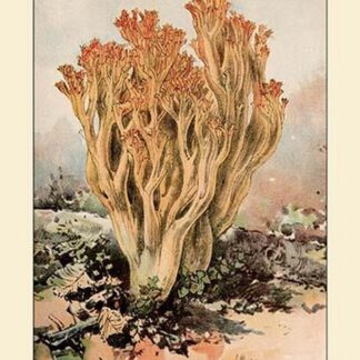 Clavaria Formosa by W. Hamilton Gibson