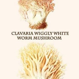 Clavaria Wiggly White Worm Mushroom By Edmund Michael