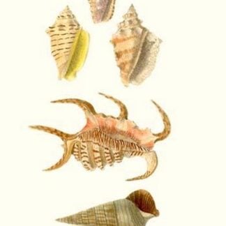 Claw Shells By John Mawe