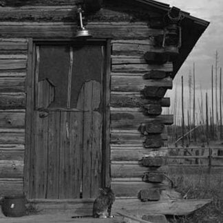 Clearing the Forest by Dorothea Lange #3