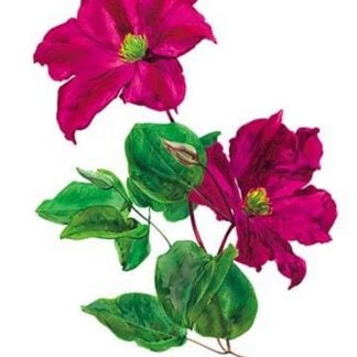 Clematis Madame Edouard Andre by H.G. Moon