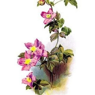 Clematis Montana Rubens by H.G. Moon