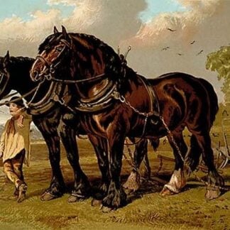 Clydesdale Stallion & Mare by Samuel Sidney