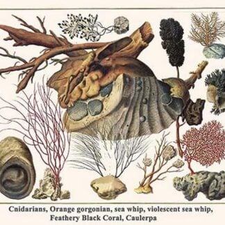 Cnidarians