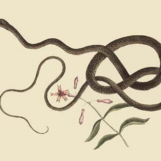 Coach Whip Snake by Mark Catesby