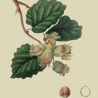 Cob Nut by William Hooker