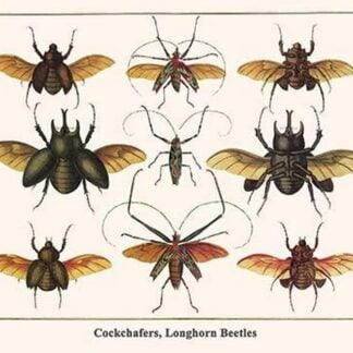Cockchafers