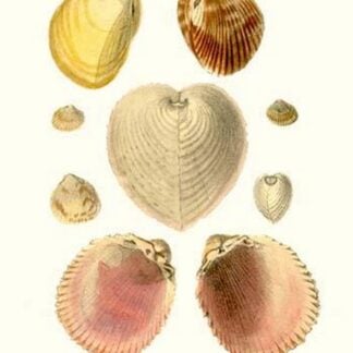 Cockle Shells By John Mawe