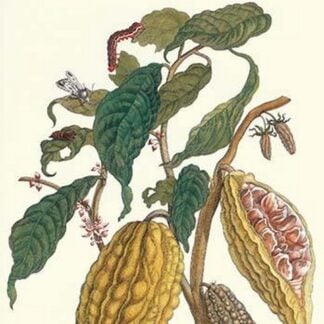 Cocoa Plant with Southern Army Worm by Maria Sibylla Merian