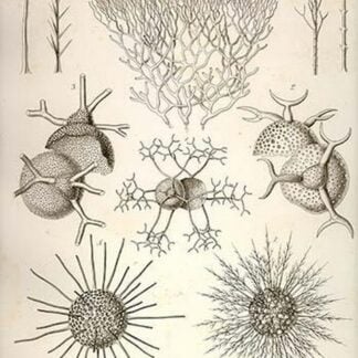 Coelodendrum Ramosissimum and others by Ernst Haeckel