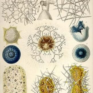 Coelodendrum gracillimum