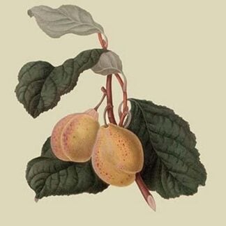 Coes Golden Drop - Plum by William Hooker #2