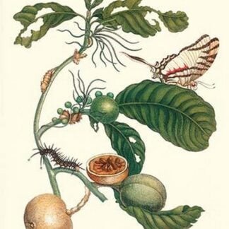 Coffee Tree leaf with a Glaucolaus Kite Swallowtail Butterfly by Maria Sibylla Merian