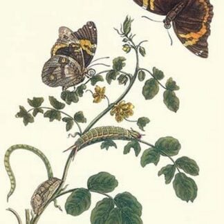 Coffee with Split-Banded Owlet Butterfly by Maria Sibylla Merian