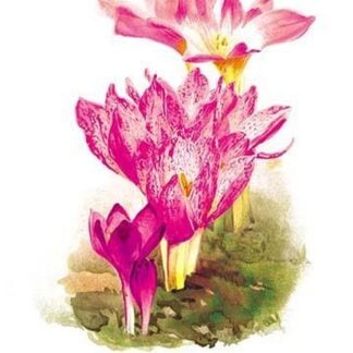 Colchicum Giganteum: C. Sibthorpii C. Bivonoe Superbum by H.G. Moon