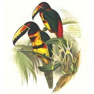 Collared Aracari by John Gould