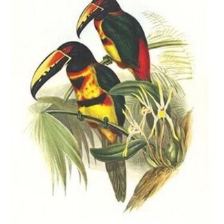 Collared Aracari by John Gould