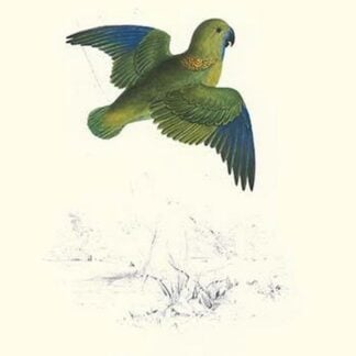 Collared Parakeet - Bolbopsittacus Lunulatus by Edward Lear