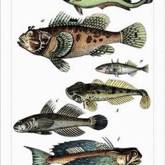Collected Fish Specimens by Heinrich V. Schubert #2