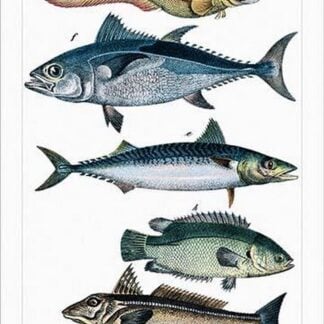 Collected Fish Specimens by Heinrich V. Schubert #3