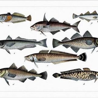 Collected Fish Specimens by Heinrich V. Schubert