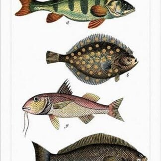 Collected Fish Specimens by Heinrich V. Schubert #4