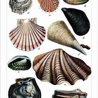 Collected Shell Specimens by Heinrich V. Schubert #2