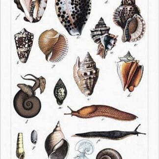 Collected Shell Specimens by Heinrich V. Schubert #3