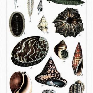 Collected Shell Specimens by Heinrich V. Schubert