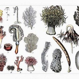 Collection of Actiniaria by Heinrich V. Schubert