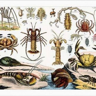 Collection of Crustaceans by Heinrich V. Schubert
