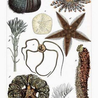 Collection of Echinoderms by Heinrich V. Schubert