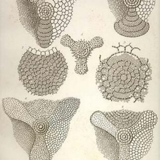 Collection of Euchitonia by Ernst Haeckel