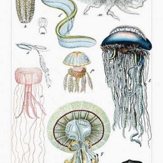 Collection of Jellyfish by Heinrich V. Schubert