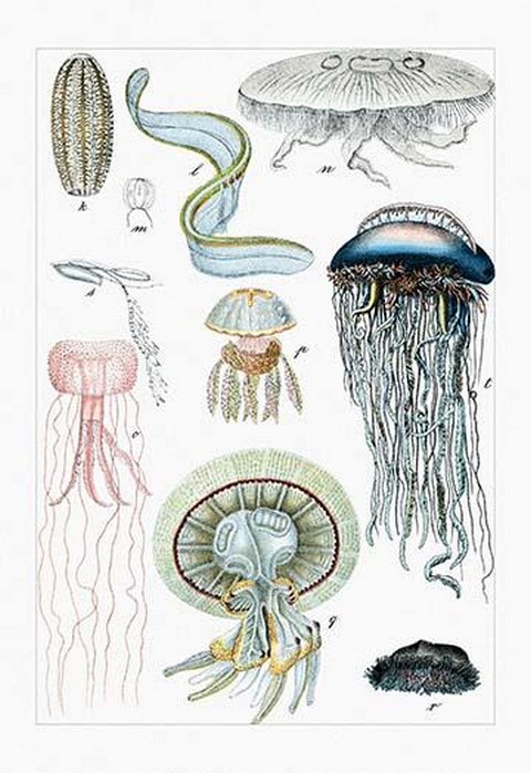 Collection of Jellyfish by Heinrich V. Schubert
