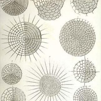 Collection of Radiolaria by Ernst Haeckel