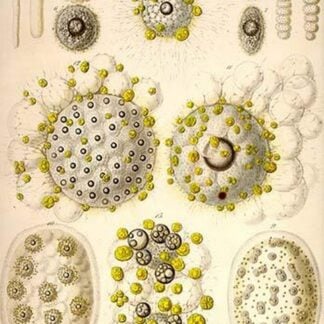 Collozoum Inerme by Ernst Haeckel