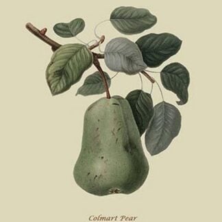 Colmart Pear by William Hooker #2