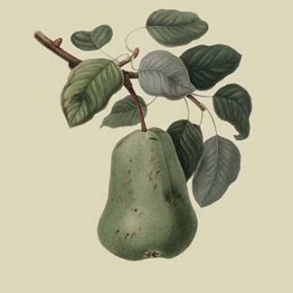 Colmart Pear by William Hooker