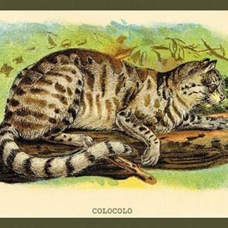 Colocolo by Sir William Jardine